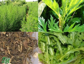 青蒿可以泡水喝嗎？青蒿能泡水喝嗎？