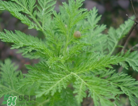 青蒿可以泡水喝嗎？青蒿能泡水喝嗎？