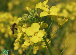 2017年清明節(jié)油菜花開了嗎？2017年清明節(jié)還有油菜花嗎？