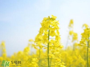 2017年清明節(jié)油菜花開了嗎？2017年清明節(jié)還有油菜花嗎？