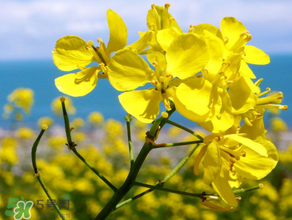 2017年清明節(jié)油菜花開了嗎？2017年清明節(jié)還有油菜花嗎？