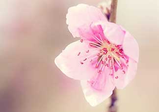 清明節(jié)還有桃花嗎？清明節(jié)去哪里看桃花？