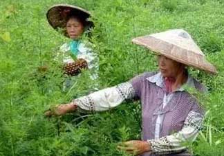 青蒿可以泡水喝嗎？青蒿能泡水喝嗎？