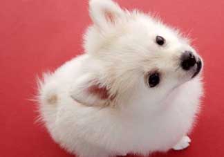 狗狗能吃薺菜嗎？狗吃了薺菜會(huì)生病嗎？