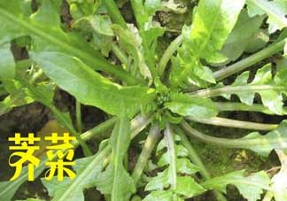 薺菜和狗肉能一起吃嗎？狗肉跟薺菜可以同食嗎？
