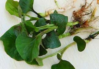 薺菜和魚腥草能一起吃嗎？薺菜和魚腥草可以同時(shí)泡茶嗎？