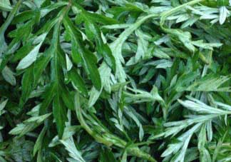 蒿子什么時(shí)候有？蒿子什么時(shí)候長(zhǎng)？