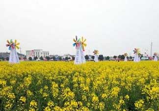 2017年清明節(jié)油菜花開(kāi)了嗎？2017年清明節(jié)還有油菜花嗎？