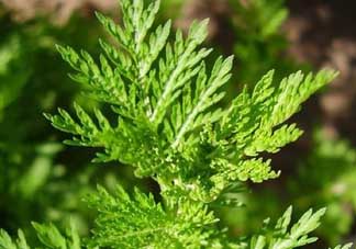 青蒿是什么植物？青蒿是種子植物還是裸子植物？