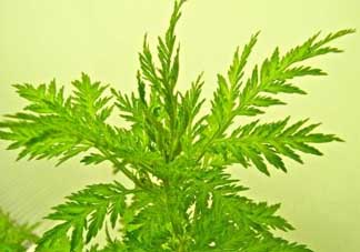 青蒿能吃嗎？青蒿可以吃嗎？