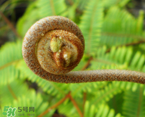 蕨菜什么時候采摘？蕨菜什么時候有？