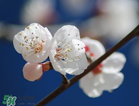 2017年春天為什么這么冷？2017年春天怎么這么冷？