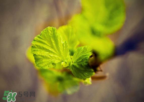 2017年春天為什么這么冷？2017年春天怎么這么冷？