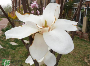 2017年春天為什么這么冷？2017年春天怎么這么冷？