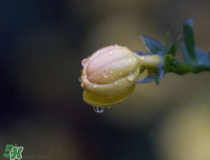 2017年谷雨是幾月幾號？2017年谷雨是哪一天？