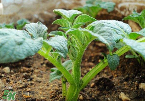 清明節(jié)能種土豆嗎？土豆什么時候種植？