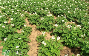 清明節(jié)能種土豆嗎？土豆什么時候種植？