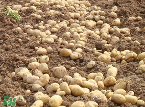 清明節(jié)能種土豆嗎？土豆什么時候種植？