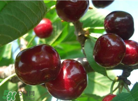 拉賓斯和美早哪個好吃？美早和拉賓斯的區(qū)別