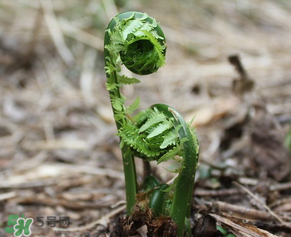 蕨菜什么時候采摘？蕨菜什么時候有？