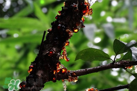 桃膠可以隔夜吃嗎？桃膠能過夜嗎？