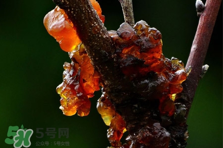 桃膠可以隔夜吃嗎？桃膠能過夜嗎？