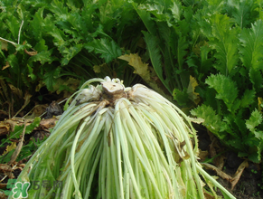 雪里紅什么時候種？雪里紅什么時候有？