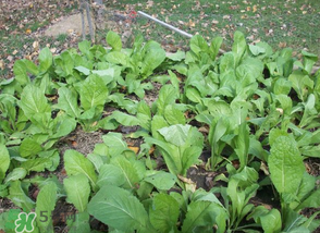 雪里紅什么時候種？雪里紅什么時候有？