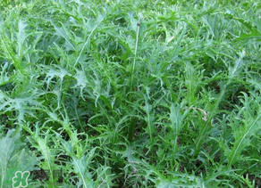 雪里紅什么時候種？雪里紅什么時候有？