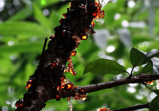 桃膠經(jīng)期能吃嗎？月經(jīng)期可以吃桃膠嗎？