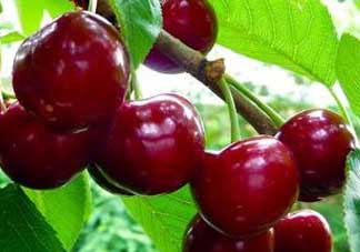 櫻桃什么品種最好吃？櫻桃哪個品種最好吃？