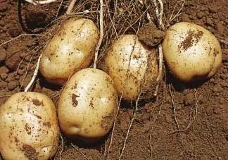 清明節(jié)能種土豆嗎？土豆什么時(shí)候種植？