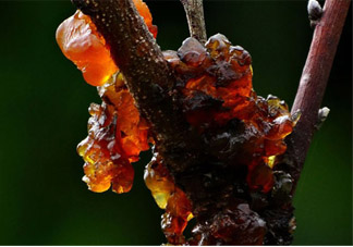 孕婦可以吃桃膠嗎？懷孕了能吃桃膠嗎？