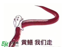 七彩皮皮鱔我們往死里鉆是什么意思？七彩皮皮鱔我們?nèi)€(gè)好地方是什么意思？