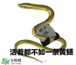 七彩皮皮鱔我們往死里鉆是什么意思？七彩皮皮鱔我們?nèi)€(gè)好地方是什么意思？