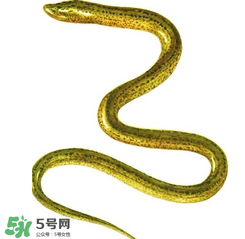 七彩皮皮鱔我們往死里鉆是什么意思？七彩皮皮鱔我們?nèi)€(gè)好地方是什么意思？