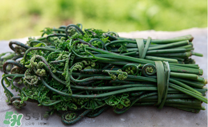 蕨菜能吃嗎？蕨菜可以吃嗎？