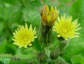 苦菜什么時候有？苦菜幾月份有？