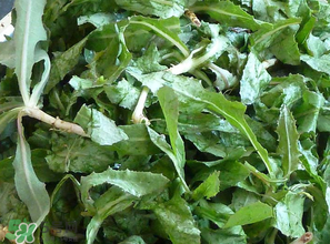 苦菜什么時候有？苦菜幾月份有？