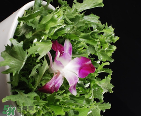 苦菜什么時候有？苦菜幾月份有？