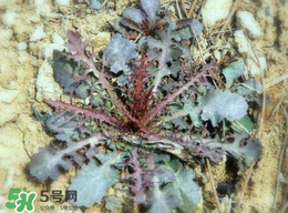 苦菜有幾種？苦菜有幾種圖片