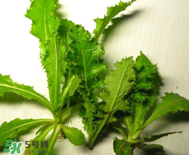 苦菜有幾種？苦菜有幾種圖片