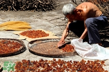 桃膠有農(nóng)藥嗎？怎么去除桃膠的農(nóng)藥？