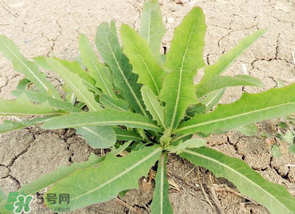 苦菜什么人不能吃？什么體質(zhì)不宜吃苦菜？