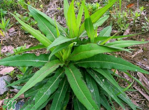 苦菜什么人不能吃？什么體質(zhì)不宜吃苦菜？