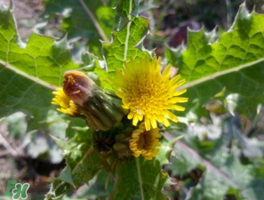 苦菜什么人不能吃？什么體質(zhì)不宜吃苦菜？