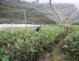 蕨菜可以種植嗎？蕨菜怎么種植？