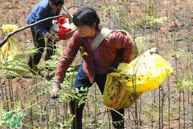 野生蕨菜多少錢一斤？蕨菜多少錢一斤？