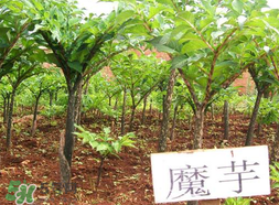 魔芋什么味道？怎么去除魔芋味道？