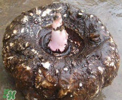 魔芋什么人不能吃？魔芋哪些人不能吃？